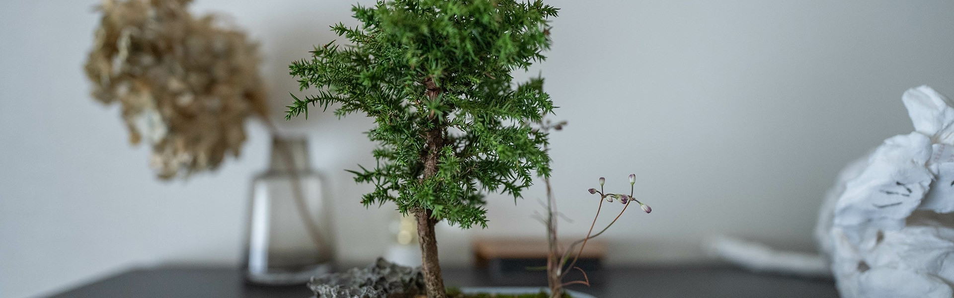 盆栽 | 三重でコケテラリウムならtk.forest株式会社