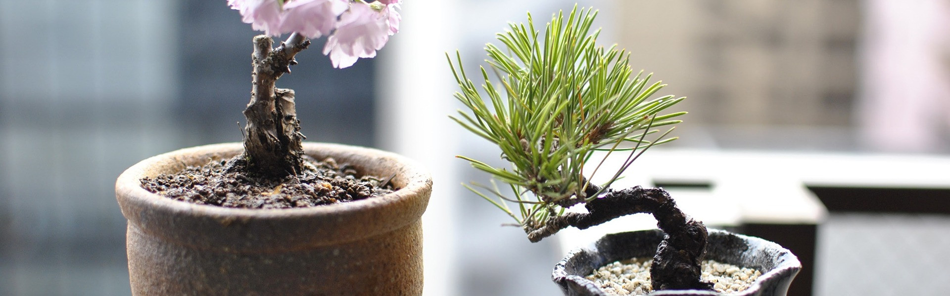 購入先 | 三重でコケテラリウムならtk.forest株式会社