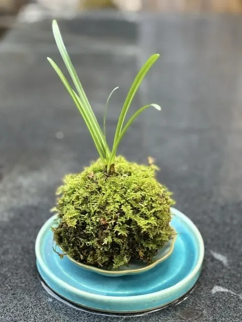 彼岸花