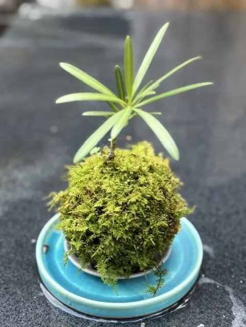 マキ