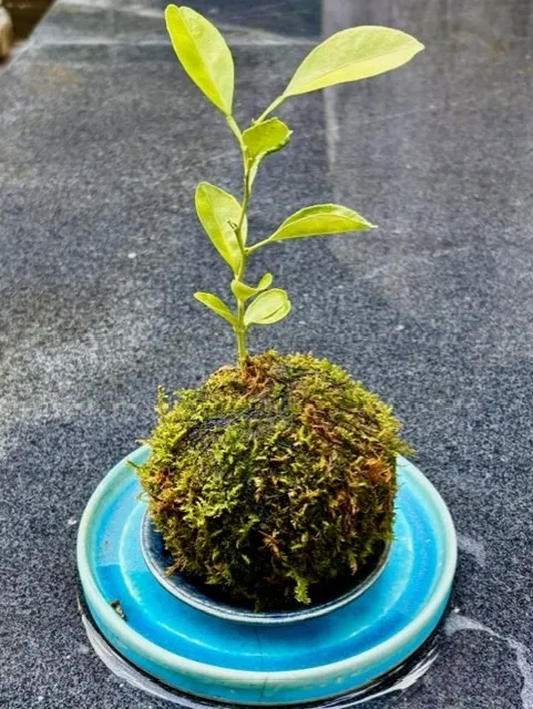 ミカン