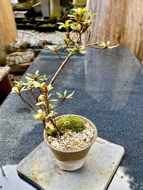 サツキ