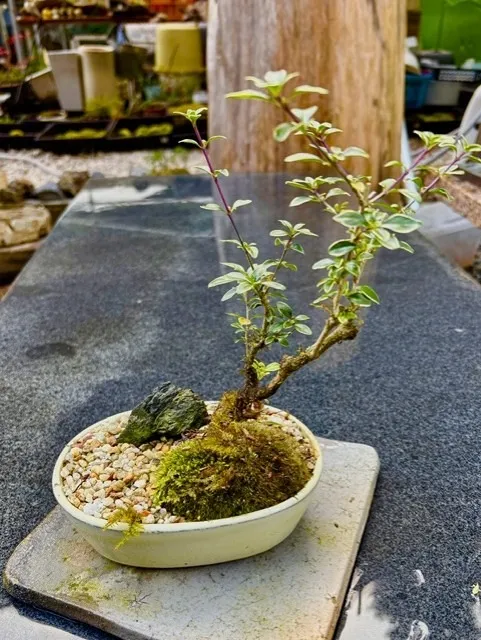シチョウゲ
