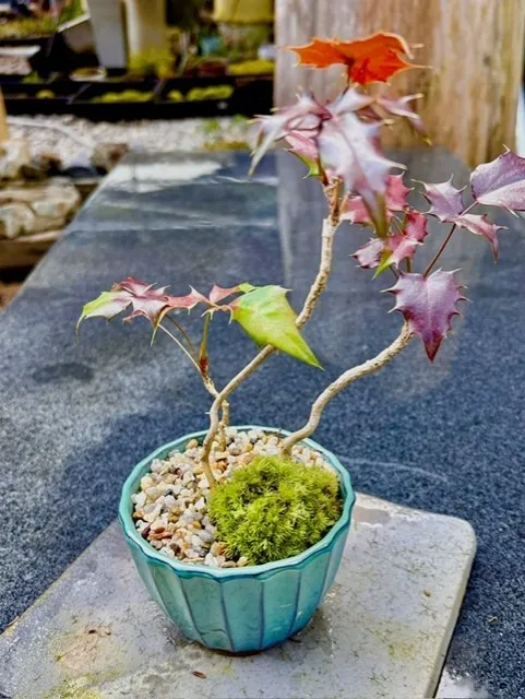 柊