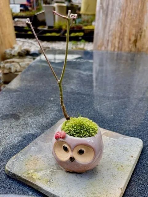 モミジ
