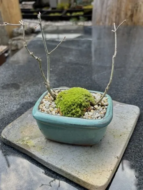 モミジ