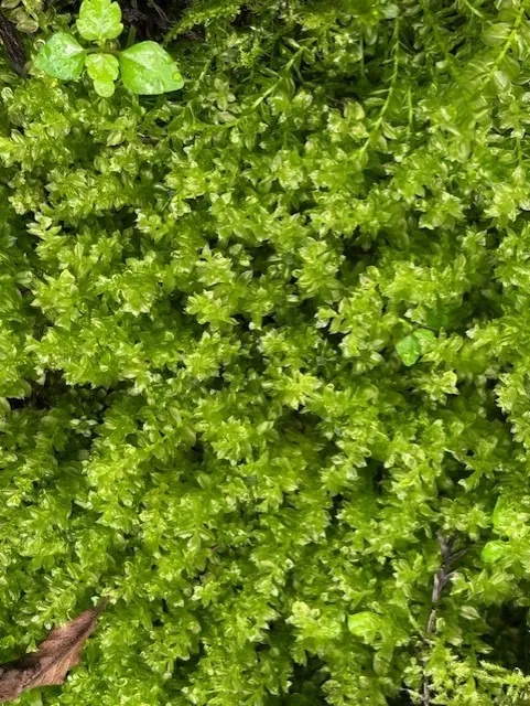 新芽の季節🍀・伊勢神宮・おはらい町出店日（6/28・29）