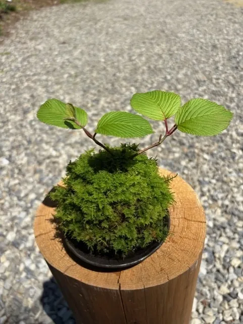 オオデマリ