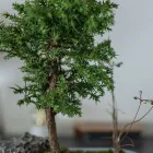 盆栽
